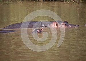 Hippopotamus mother with her baby in the water at the ISimangaliso Wetland Park photo