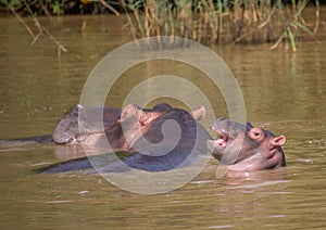 Hippopotamus mother with her baby in the water at the ISimangaliso Wetland Park photo