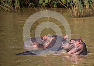 Hippopotamus mother with her baby in the water at the ISimangaliso Wetland Park photo