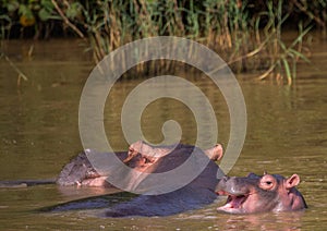 Hippopotamus mother with her baby in the water at the ISimangaliso Wetland Park photo