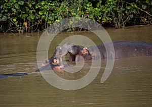 Hippopotamus mother kissing with her child in the water at the ISimangaliso Wetland Park photo