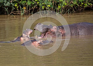 Hippopotamus mother kissing with her child in the water at the ISimangaliso Wetland Park photo