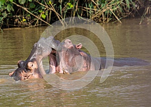 Hippopotamus mother kissing with her child in the water at the ISimangaliso Wetland Park photo