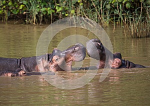 Hippopotamus mother kissing with her child in the water at the ISimangaliso Wetland Park photo