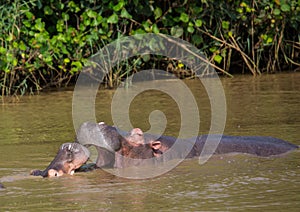 Hippopotamus mother kissing with her child in the water at the ISimangaliso Wetland Park photo