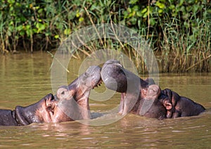 Hippopotamus mother kissing with her child in the water at the ISimangaliso Wetland Park photo