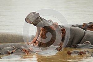 Hippopotamus mother with open mouth and her children around her