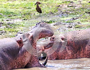 Hippopotamus with mouth wide open with another in the background, south luangwa