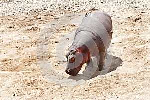 Hippopotamus moving in Mara River