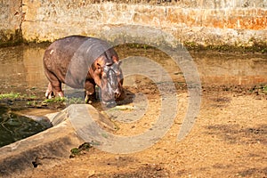 A hippopotamus in Nandankanan forest, Orissa