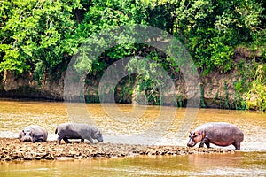 Hippopotamus near Masai river at Masai Mara National park in Kenya, Africa. Wildlife animals