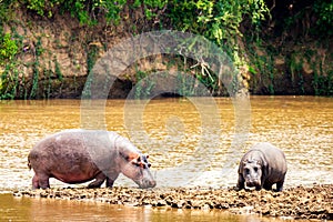 Hippopotamus near Masai river at Masai Mara National park in Kenya, Africa. Wildlife animals