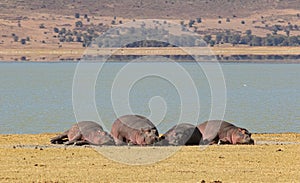 Hippopotamus, Ngorongoro crater, Tanzania