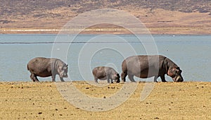 Hippopotamus, Ngorongoro crater, Tanzania