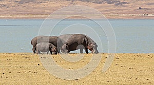 Hippopotamus, Ngorongoro crater, Tanzania