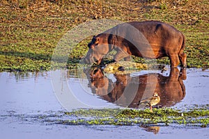 Hippopotamus and Nil crocodile in Kruger National park, South Af