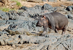 A Hippopotamus with a Nile crocodile in its path