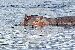 Hippopotamus on the Nile River in Africa
