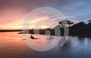 Hippopotamus in the Nile river at sunrise at the Murchison Fall