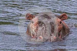 Hippopotamus on the Nile River in Uganda Africa