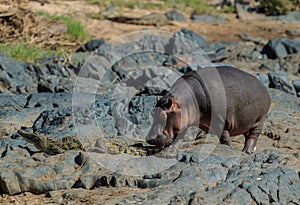 A Hippopotamus nudging a Nile crocodile from its path