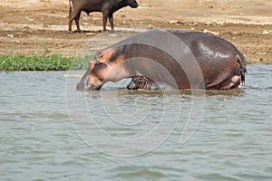 A hippopotamus nurtures its newborn calf in the Kazinga Channel in the Queen Elizabeth National Park in Uganda photo
