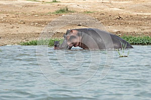 A hippopotamus nurtures its newborn calf in the Kazinga Channel in the Queen Elizabeth National Park in Uganda photo