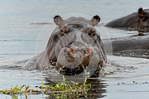 Hippopotamus in the Okavanga Delta in Botswana