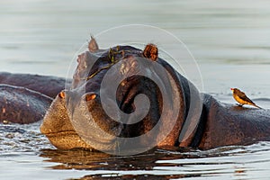 Hippopotamus in the Okavanga Delta in Botswana
