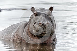 Hippopotamus in the Okavanga Delta in Botswana.