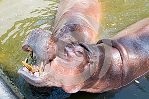 Hippopotamus while open mount