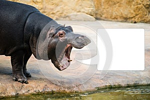 Hippopotamus with open mouth looks like shouting