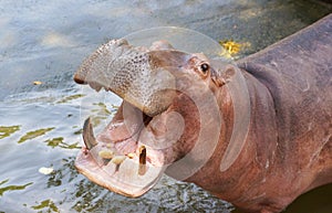 Hippopotamus opens its mouth