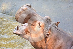 Hippopotamus opens its mouth