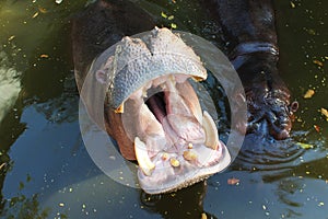 The hippopotamus opens its mouth