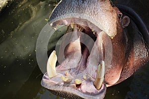 The hippopotamus opens its mouth