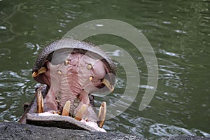 Hippopotamus opens mouth by the pond