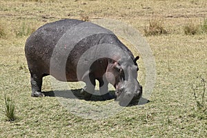 hippopotamus out of the water photo