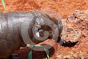 Hippopotamus pigmy, Hexaprotodon liberiensis