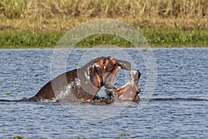 Hippopotamus Playing in Murchison Falls National Park