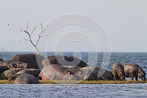 Hippopotamus pod sunbathing