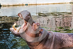 hippopotamus in pond