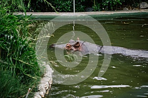 Hippopotamus in the pool in the zoo wildlife in Fasano apulia safari Italy