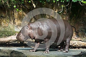 Hippopotamus pygmy