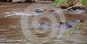 Hippopotamus with Red-billed Oxpeckers.