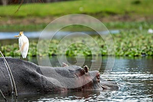 Hippopotamus relaxing in water