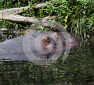 Hippopotamus in the river 1