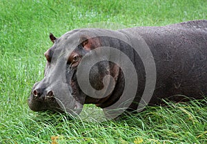 Hippopotamus in the river