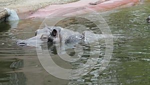 Hippopotamus in the river, Belgium. Animal in nature