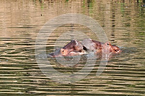 Hippopotamus in the river
